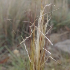 Austrostipa densiflora (Foxtail Speargrass) at Conder, ACT - 21 Nov 2019 by michaelb