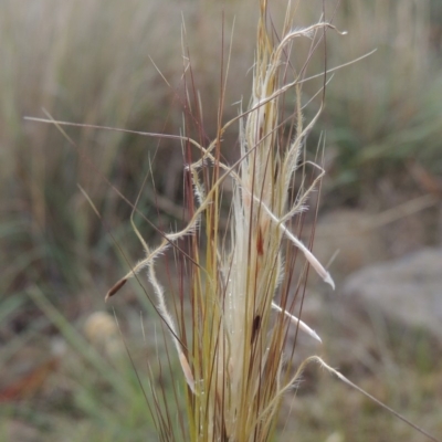 Austrostipa densiflora (Foxtail Speargrass) at Conder, ACT - 22 Nov 2019 by MichaelBedingfield