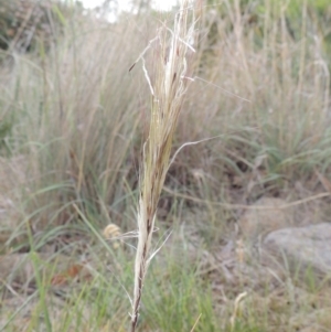 Austrostipa densiflora at Conder, ACT - 22 Nov 2019 08:47 AM