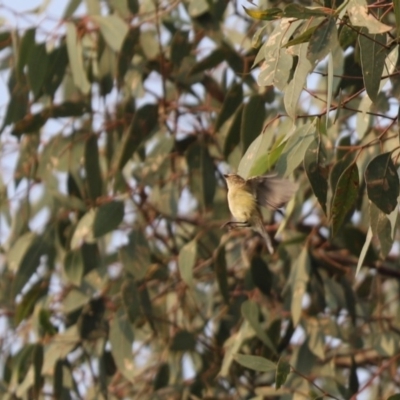 Smicrornis brevirostris (Weebill) at Cook, ACT - 2 Jan 2020 by Tammy