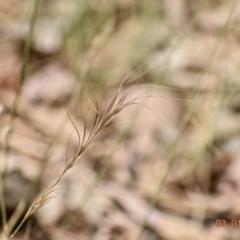 Anthosachne scabra (Common Wheat-grass) at Weston, ACT - 3 Jan 2020 by AliceH