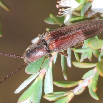 Elateridae (family) (Unidentified click beetle) at Uriarra, NSW - 2 Jan 2020 by Harrisi