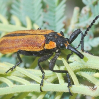 Rhinotia haemoptera (Lycid-mimic belid weevil, Slender Red Weevil) at Uriarra, NSW - 2 Jan 2020 by Harrisi