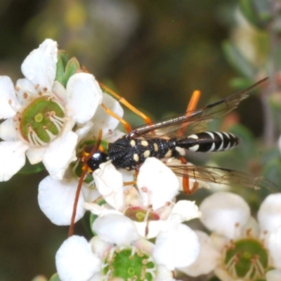 Pristaulacus flavoguttatus (Aulacid wasp) at Uriarra, NSW - 2 Jan 2020 by Harrisi