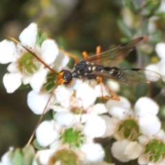 Pristaulacus flavoguttatus at suppressed - 2 Jan 2020