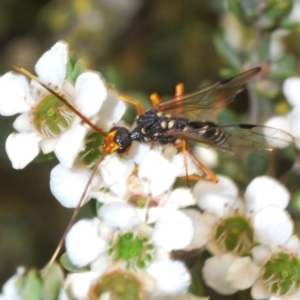 Aulacidae (family) at Uriarra, NSW - 2 Jan 2020