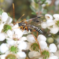 Pristaulacus flavoguttatus at suppressed - 2 Jan 2020