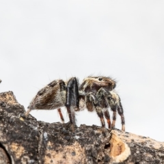 Maratus griseus (Jumping spider) at Macgregor, ACT - 2 Jan 2020 by Roger