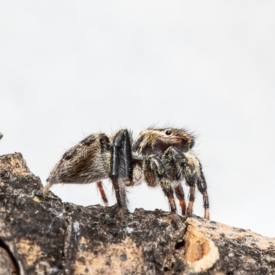 Maratus griseus (Jumping spider) at Macgregor, ACT - 2 Jan 2020 by Roger