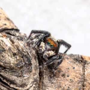 Maratus griseus at Macgregor, ACT - 2 Jan 2020