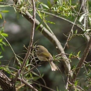 Caligavis chrysops at Cook, ACT - 15 Apr 2018 01:55 PM