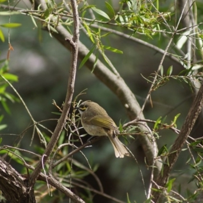 Caligavis chrysops (Yellow-faced Honeyeater) at Cook, ACT - 15 Apr 2018 by Tammy