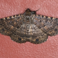 Diatenes aglossoides (An Erebid Moth) at Ainslie, ACT - 1 Jan 2020 by jb2602