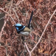 Malurus cyaneus (Superb Fairywren) at Acton, ACT - 18 Nov 2019 by AlisonMilton