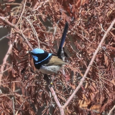 Malurus cyaneus (Superb Fairywren) at Acton, ACT - 18 Nov 2019 by AlisonMilton