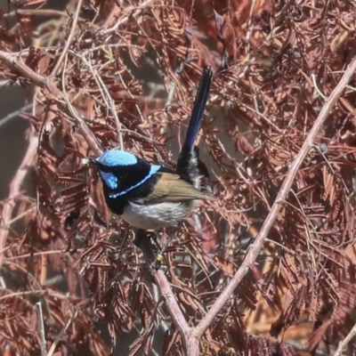 Malurus cyaneus (Superb Fairywren) at Acton, ACT - 17 Nov 2019 by AlisonMilton