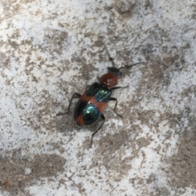 Dicranolaius bellulus (Red and Blue Pollen Beetle) at Parkes, ACT - 6 Dec 2019 by AlisonMilton