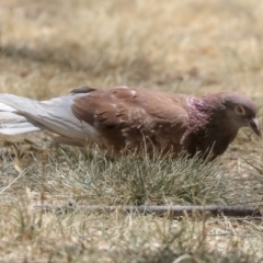 Columba livia (Rock Dove (Feral Pigeon)) at Barton, ACT - 6 Dec 2019 by Alison Milton