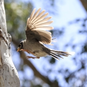 Manorina melanocephala at Barton, ACT - 6 Dec 2019