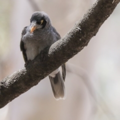 Manorina melanocephala at Barton, ACT - 6 Dec 2019 11:54 AM