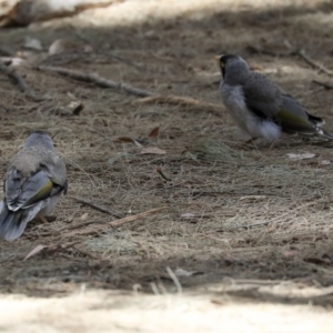 Manorina melanocephala at Barton, ACT - 6 Dec 2019 11:54 AM