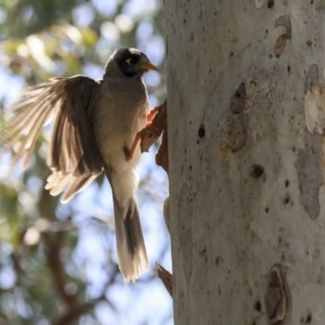 Manorina melanocephala at Barton, ACT - 6 Dec 2019 11:54 AM