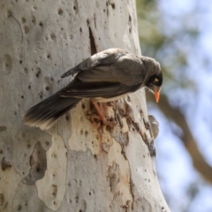 Manorina melanocephala at Barton, ACT - 6 Dec 2019