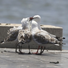 Chroicocephalus novaehollandiae (Silver Gull) at Lake Burley Griffin Central/East - 6 Dec 2019 by AlisonMilton