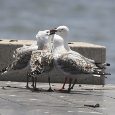 Chroicocephalus novaehollandiae (Silver Gull) at Lake Burley Griffin Central/East - 6 Dec 2019 by AlisonMilton