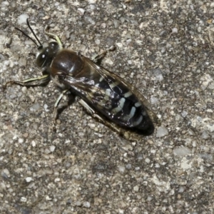 Bembix sp. (genus) at Acton, ACT - 18 Nov 2019 11:42 AM