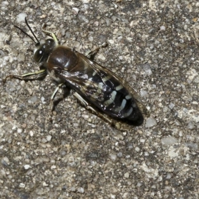 Bembix sp. (genus) (Unidentified Bembix sand wasp) at ANBG - 18 Nov 2019 by AlisonMilton