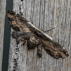 Pholodes sinistraria at Nicholls, ACT - 3 Jan 2020 07:30 PM