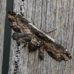 Pholodes sinistraria (Sinister or Frilled Bark Moth) at Nicholls, ACT - 3 Jan 2020 by dannymccreadie