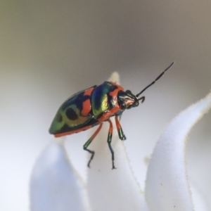 Scutiphora pedicellata at Acton, ACT - 18 Nov 2019