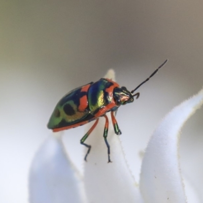 Scutiphora pedicellata (Metallic Jewel Bug) at Acton, ACT - 18 Nov 2019 by AlisonMilton