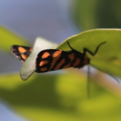 Asura lydia (Lydia Lichen Moth) at ANBG - 18 Nov 2019 by AlisonMilton