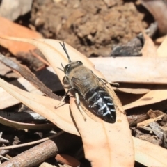 Bembix sp. (genus) (Unidentified Bembix sand wasp) at Acton, ACT - 18 Nov 2019 by AlisonMilton