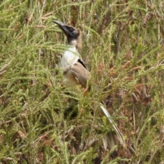 Philemon corniculatus (Noisy Friarbird) at Bonython, ACT - 3 Jan 2020 by RodDeb