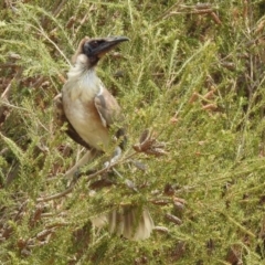 Philemon corniculatus at Bonython, ACT - 3 Jan 2020 12:09 PM