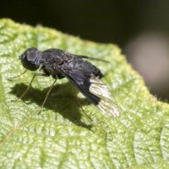 Anthrax sp. (genus) (Unidentified Anthrax bee fly) at Acton, ACT - 18 Nov 2019 by AlisonMilton