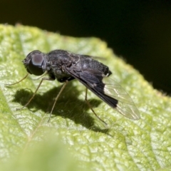 Anthrax sp. (genus) at Acton, ACT - 18 Nov 2019 11:54 AM