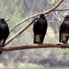 Gymnorhina tibicen (Australian Magpie) at Bonython, ACT - 3 Jan 2020 by RodDeb