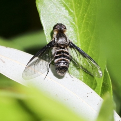 Villa sp. (genus) (Unidentified Villa bee fly) at Acton, ACT - 18 Nov 2019 by AlisonMilton