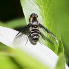 Villa sp. (genus) (Unidentified Villa bee fly) at Acton, ACT - 18 Nov 2019 by AlisonMilton