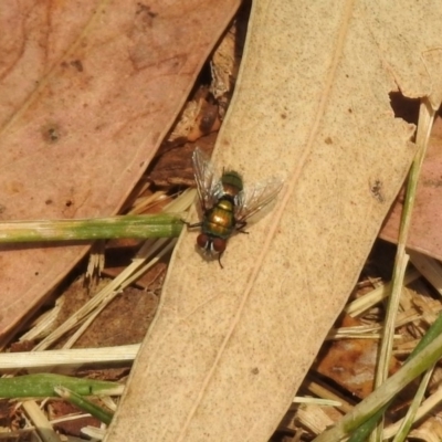 Lucilia cuprina (Australian sheep blowfly) at Bonython, ACT - 3 Jan 2020 by RodDeb