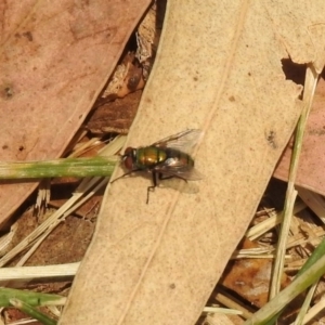 Lucilia cuprina at Bonython, ACT - 3 Jan 2020 11:48 AM