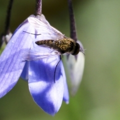 Geron sp. (genus) (Slender Bee Fly) at Acton, ACT - 18 Nov 2019 by AlisonMilton