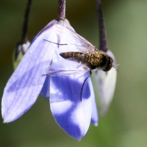 Geron sp. (genus) at Acton, ACT - 18 Nov 2019 01:42 PM