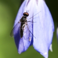 Geron sp. (genus) (Slender Bee Fly) at Acton, ACT - 18 Nov 2019 by AlisonMilton