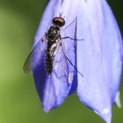 Geron sp. (genus) at Acton, ACT - 18 Nov 2019 01:35 PM